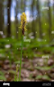 Attēlu rezultāti vaicājumam “Carex pilosa”