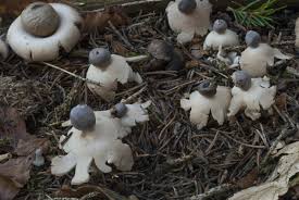 Attēlu rezultāti vaicājumam “Geastrum quadrifidum”