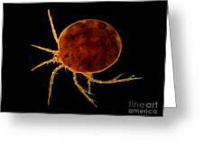 Attēlu rezultāti vaicājumam “Hydrachna”