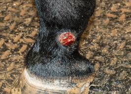 Image result for "proud flesh"