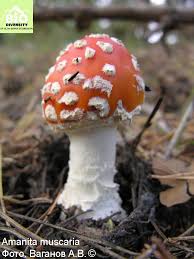 Attēlu rezultāti vaicājumam “Lactarius lygniotus”