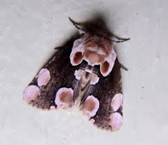 Attēlu rezultāti vaicājumam “Thyatira batis imago”