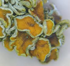 Attēlu rezultāti vaicājumam “Lichenoconium xanthoriae”