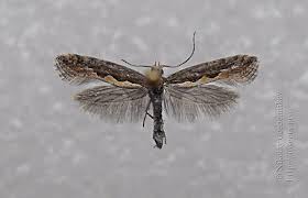 Attēlu rezultāti vaicājumam “Plutella xylostella”