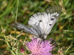 Attēlu rezultāti vaicājumam “Parnassius mnemosyne”