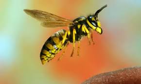 Attēlu rezultāti vaicājumam “Vespula germanica male”