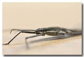 Attēlu rezultāti vaicājumam “Aquarius najas”