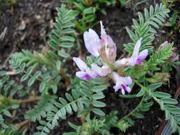 Attēlu rezultāti vaicājumam “Astragalus arenarius fruit”