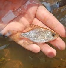 Image result for Pomoxis annularis