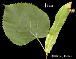 Attēlu rezultāti vaicājumam “Tilia americana”