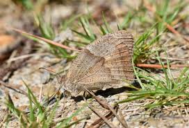 Attēlu rezultāti vaicājumam “Maniola jurtina female”
