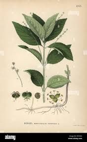 Attēlu rezultāti vaicājumam “Mercurialis perennis leaf”