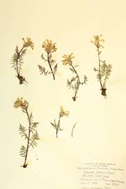 Attēlu rezultāti vaicājumam “Orobanchaceae”