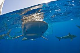 Image result for Carcharhinus galapagensis