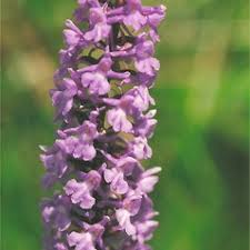 Attēlu rezultāti vaicājumam “Gymnadenia conopsea bud”