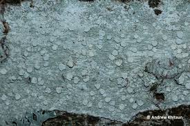 Attēlu rezultāti vaicājumam “Lecanora albella”