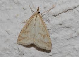 Attēlu rezultāti vaicājumam “Udea lutealis”