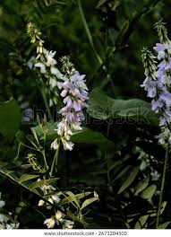Attēlu rezultāti vaicājumam “Galega orientalis fruit”