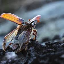 Attēlu rezultāti vaicājumam “Melolontha hippocastani imago”