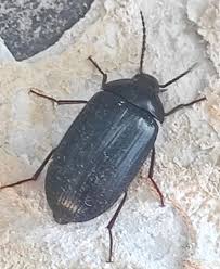 Attēlu rezultāti vaicājumam “Prionychus ater”