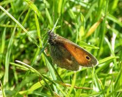 Attēlu rezultāti vaicājumam “Coenonympha glycerion underside”