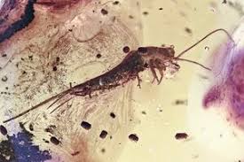 Attēlu rezultāti vaicājumam “Sylvicola sp.”