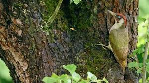 Attēlu rezultāti vaicājumam “Picus viridis nest”