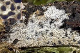 Attēlu rezultāti vaicājumam “Ceriporia viridans”