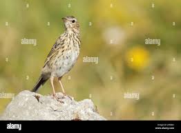 Attēlu rezultāti vaicājumam “Anthus trivialis”