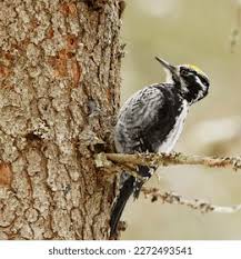 Attēlu rezultāti vaicājumam “Picoides tridactylus adult”