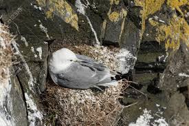Attēlu rezultāti vaicājumam “Rissa tridactyla nest”