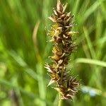 Attēlu rezultāti vaicājumam “Carex diandra fruit”