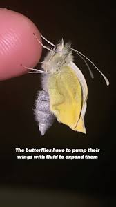 Attēlu rezultāti vaicājumam “Pieris rapae underside”