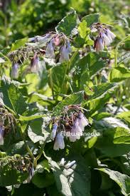 Attēlu rezultāti vaicājumam “Symphytum grandiflorum flower”