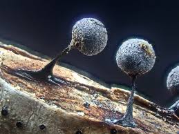 Attēlu rezultāti vaicājumam “Lamproderma pseudomaculatum spores”