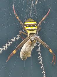 Image result for st andrews cross spider