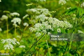 Attēlu rezultāti vaicājumam “Anthriscus sylvestris flower”