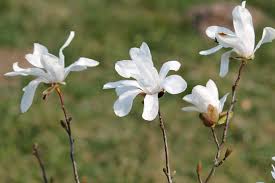 Attēlu rezultāti vaicājumam “Magnolia kobus flower”