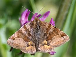 Attēlu rezultāti vaicājumam “Euclidia glyphica”