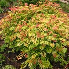 Attēlu rezultāti vaicājumam “Sorbaria sorbifolia fruit”
