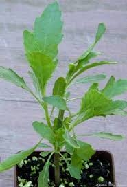 Image result for Chenopodium ambrosioides