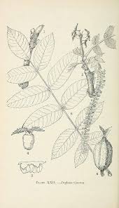 Attēlu rezultāti vaicājumam “Juglans cinerea flower”