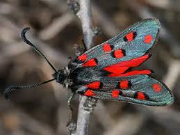 Attēlu rezultāti vaicājumam “Zygaena cocoon”