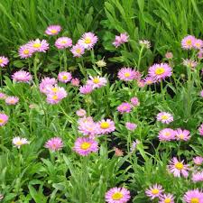 Image result for Aster alpinus
