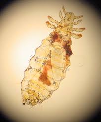 Attēlu rezultāti vaicājumam “Licea pusilla macro”