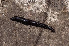 Attēlu rezultāti vaicājumam “Haemopis sanguisuga”