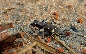 Attēlu rezultāti vaicājumam “Cicindela sylvatica”