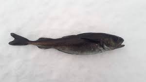 Image result for Boreogadus saida