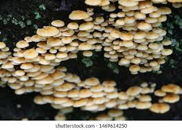 Attēlu rezultāti vaicājumam “Xeromphalina campanella”