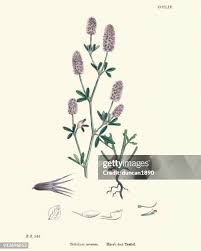 Attēlu rezultāti vaicājumam “Trifolium arvense leaf”